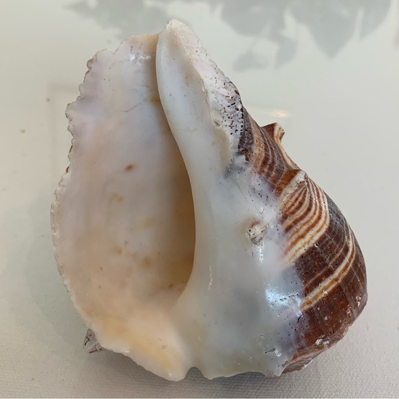 Striped Florida King Crown Conch Shell Melongena Corona Brown White Seashells 4" - Picture 4 of 12